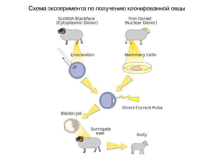Схема эксперимента по получению клонированной овцы 