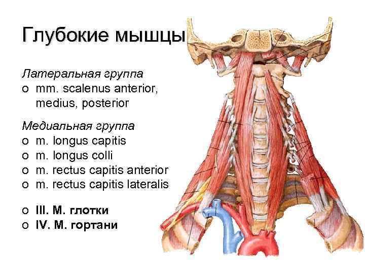 Глубокие мышцы Латеральная группа o mm. scalenus anterior, medius, posterior Медиальная группа o m.