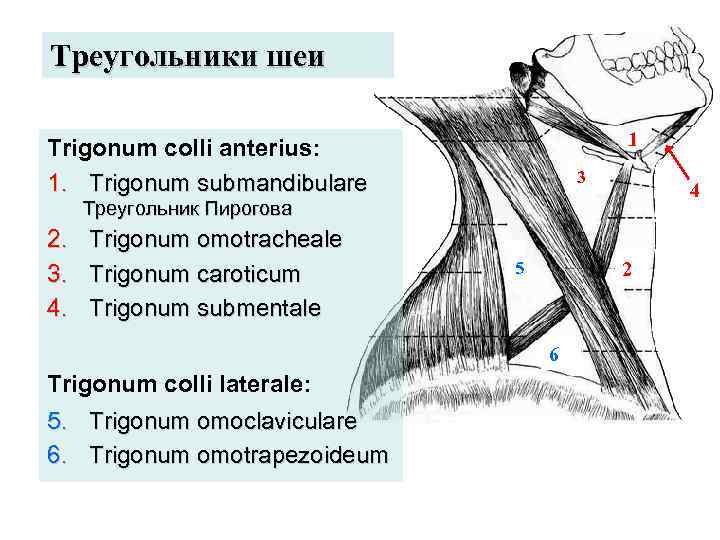 Треугольники шеи 1 Trigonum colli anterius: 1. Trigonum submandibulare 3 4 Треугольник Пирогова 2.