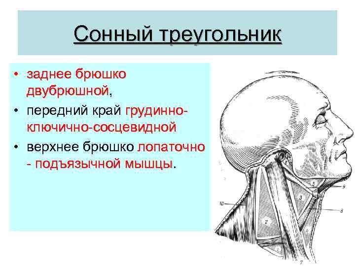 Сонный треугольник • заднее брюшко двубрюшной, двубрюшной • передний край грудинноключично-сосцевидной • верхнее брюшко