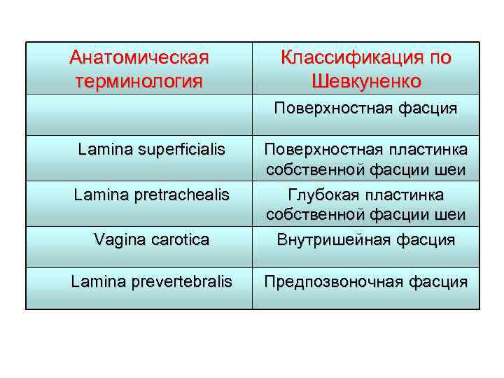 Анатомическая терминология Классификация по Шевкуненко Поверхностная фасция Lamina superficialis Vagina carotica Поверхностная пластинка собственной