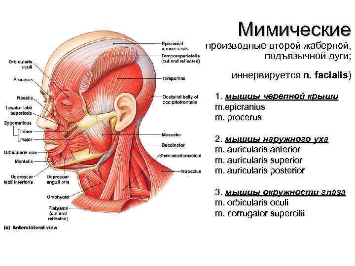 Мимические (производные второй жаберной, подъязычной дуги; иннервируется n. facialis) • • • 1. мышцы
