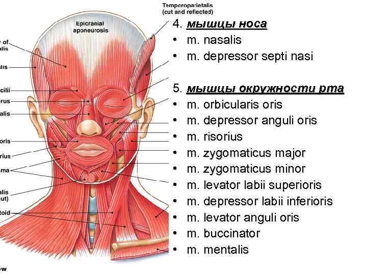 4. мышцы носа • m. nasalis • m. depressor septi nasi 5. мышцы окружности