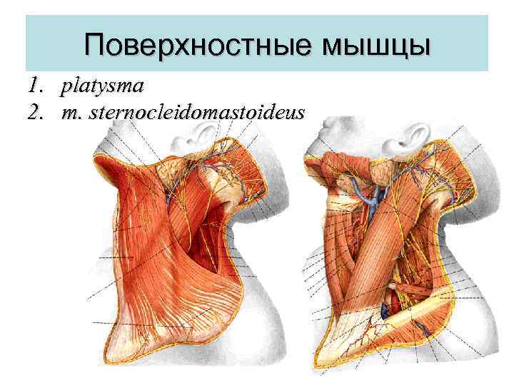 Поверхностные мышцы 1. platysma 2. m. sternocleidomastoideus 