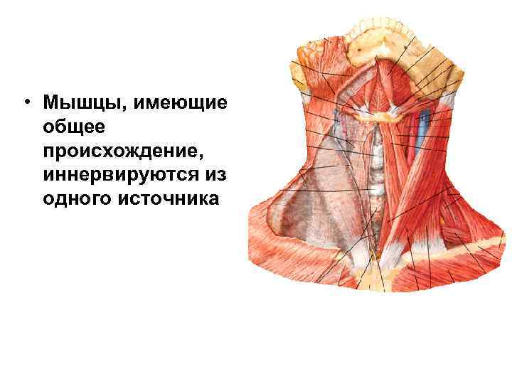  • Мышцы, имеющие общее происхождение, иннервируются из одного источника 