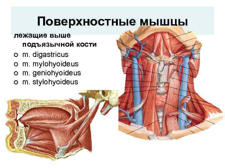 Поверхностные мышцы лежащие выше подъязычной кости o m. digastricus o m. mylohyoideus o m.