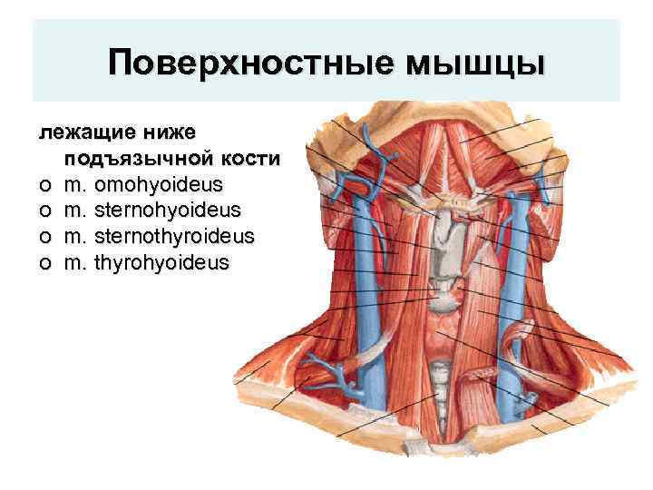 Поверхностные мышцы лежащие ниже подъязычной кости o m. omohyoideus o m. sternothyroideus o m.