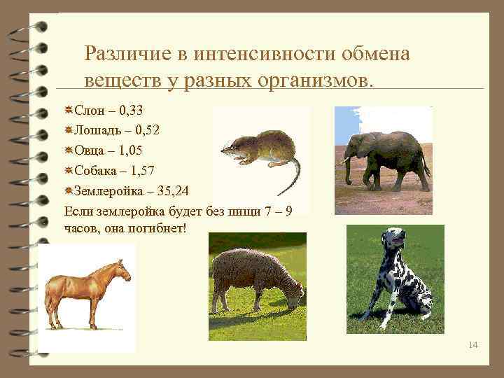 Различие в интенсивности обмена веществ у разных организмов. Слон – 0, 33 Лошадь –