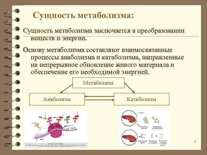 Сущность метаболизма: Сущность метаболизма заключается в преобразовании веществ и энергии. Основу метаболизма составляют взаимосвязанные