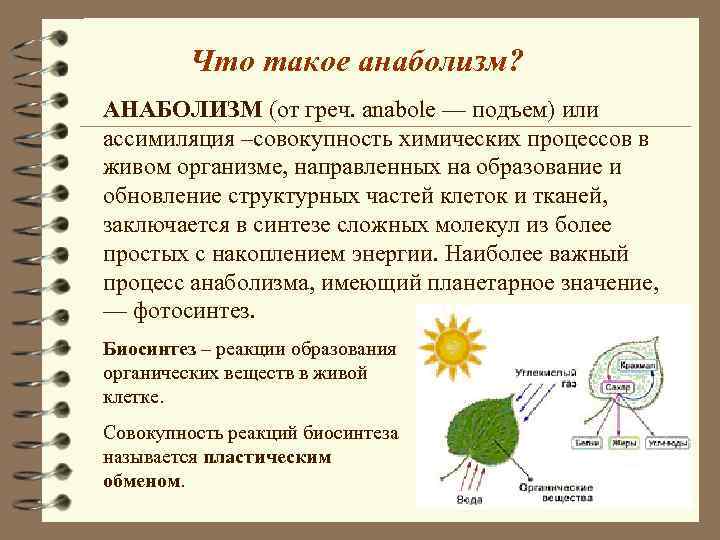 Что такое анаболизм? АНАБОЛИЗМ (от греч. anabole — подъем) или ассимиляция –совокупность химических процессов