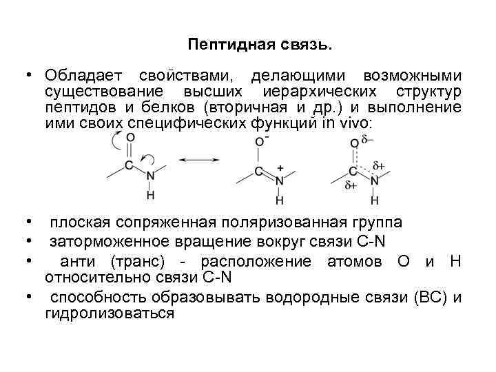 Функция белковых аминокислот
