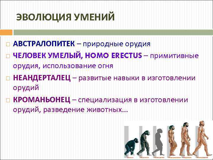 ЭВОЛЮЦИЯ УМЕНИЙ АВСТРАЛОПИТЕК – природные орудия ЧЕЛОВЕК УМЕЛЫЙ, HOMO ERECTUS – примитивные орудия, использование