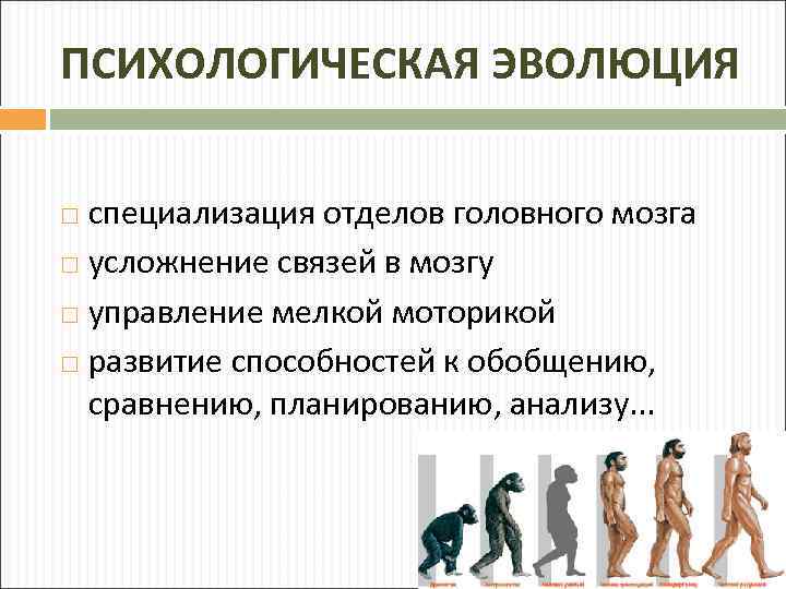 ПСИХОЛОГИЧЕСКАЯ ЭВОЛЮЦИЯ специализация отделов головного мозга усложнение связей в мозгу управление мелкой моторикой развитие