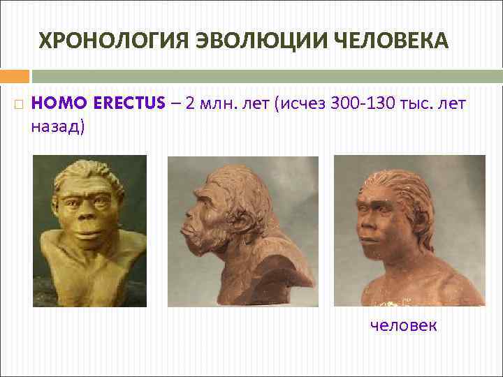 ХРОНОЛОГИЯ ЭВОЛЮЦИИ ЧЕЛОВЕКА HOMO ERECTUS – 2 млн. лет (исчез 300 -130 тыс. лет