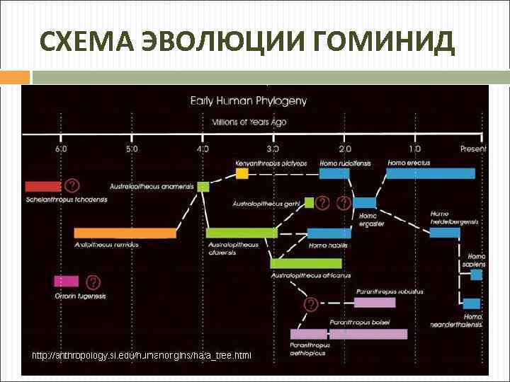 СХЕМА ЭВОЛЮЦИИ ГОМИНИД 