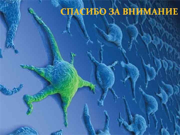 СПАСИБО ЗА ВНИМАНИЕ ! 