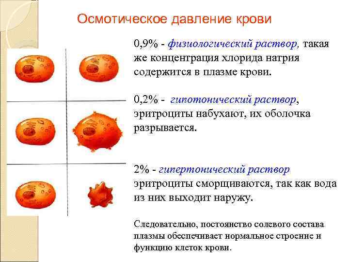 Патология белой крови патофизиология презентация