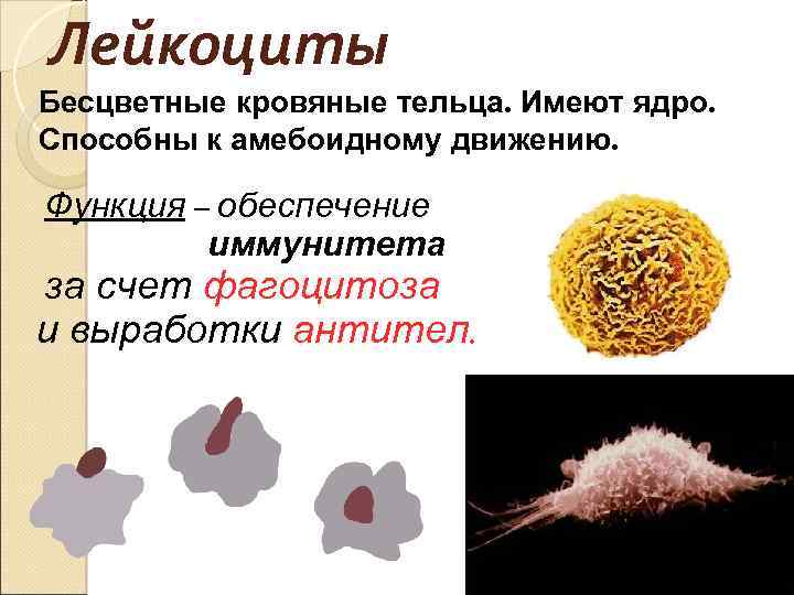 Лейкоциты Бесцветные кровяные тельца. Имеют ядро. Способны к амебоидному движению. Функция – обеспечение иммунитета