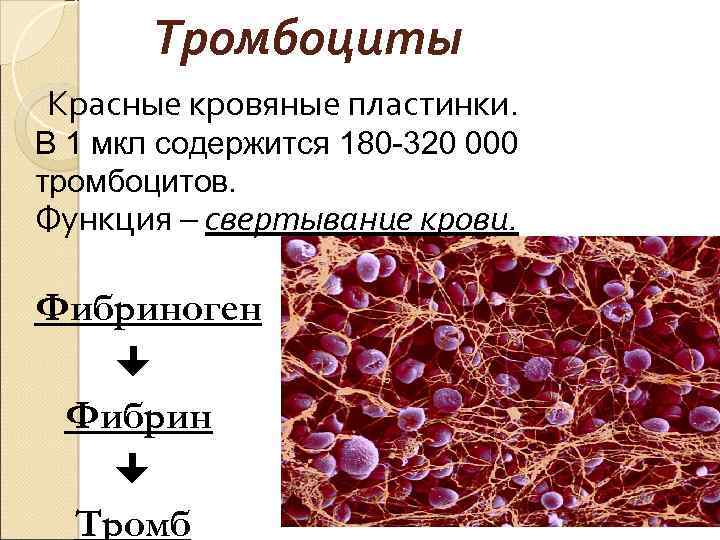 Гранулы тромбоцитов содержат. Тромбоциты. Тромбоциты в крови. Тромбоциты кровяные пластинки. Роль тромбоцитов в крови человека.