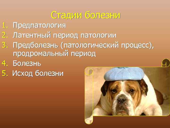 1. 2. 3. Стадии болезни Предпатология Латентный период патологии Предболезнь (патологический процесс), продромальный период