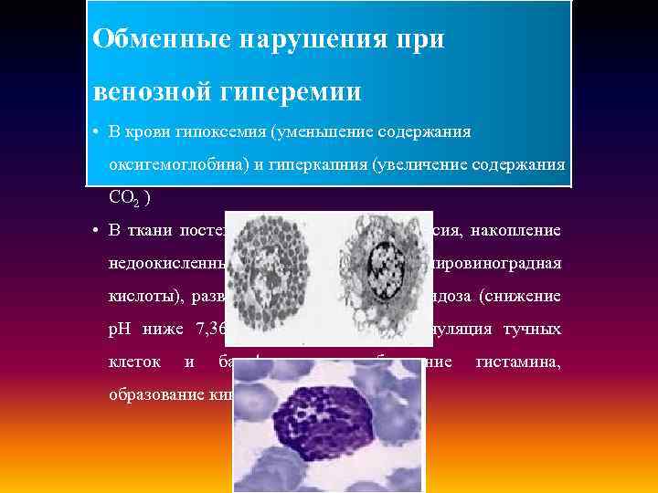 Обменные нарушения при венозной гиперемии • В крови гипоксемия (уменьшение содержания оксигемоглобина) и гиперкапния