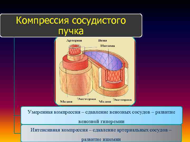 Сосудистый пучок. Компрессия венозных сосудов. Сдавление сосуда извне. Сжатие артериального сосуда. Сосудистые пучки их функции.