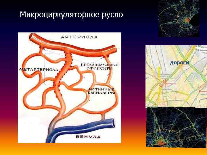 Микроциркуляторное русло гистология рисунок