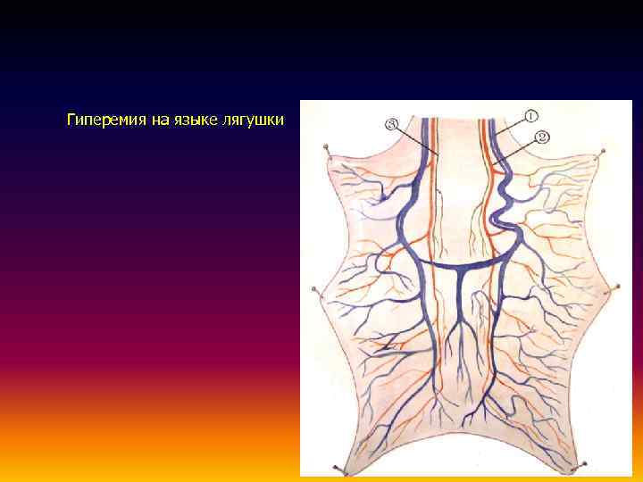 Венозная гиперемия. Венозная гиперемия на языке лягушки. Артериальная гиперемия на языке лягушки. Миопаралитическая гиперемия на языке лягушки..