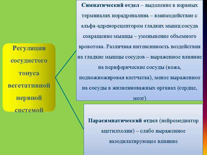 Симпатический отдел – выделение в нервных терминалях норадреналина – взаимодействие с альфа-адренорецептором гладких мышц