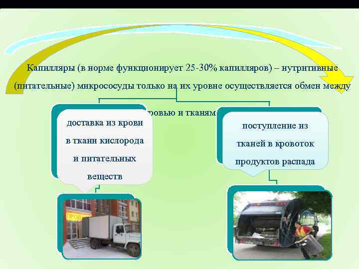 Капилляры (в норме функционирует 25 -30% капилляров) – нутритивные (питательные) микрососуды только на их