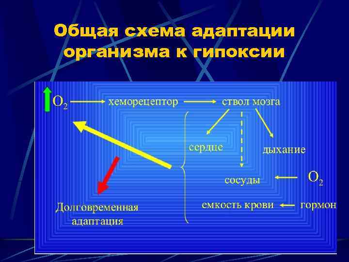 Общая схема адаптации организма к гипоксии 