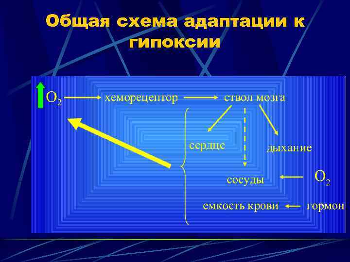 Общая схема адаптации к гипоксии 