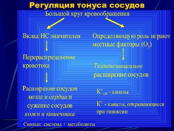 Регуляция тонуса сосудов 