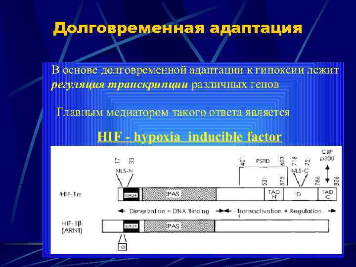 Долговременная адаптация 