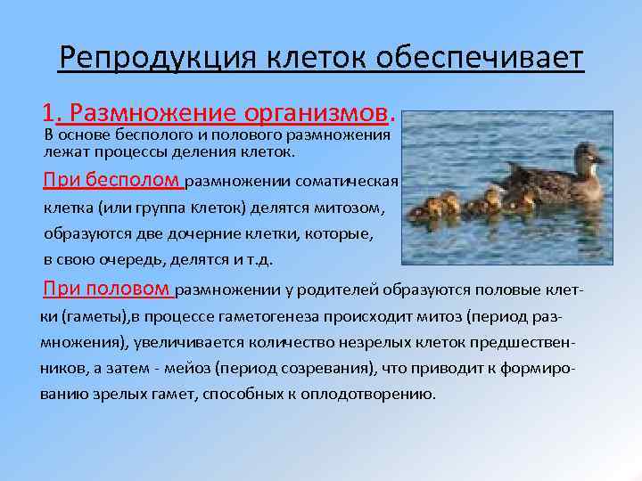 Репродукция клеток обеспечивает 1. Размножение организмов. В основе бесполого и полового размножения лежат процессы