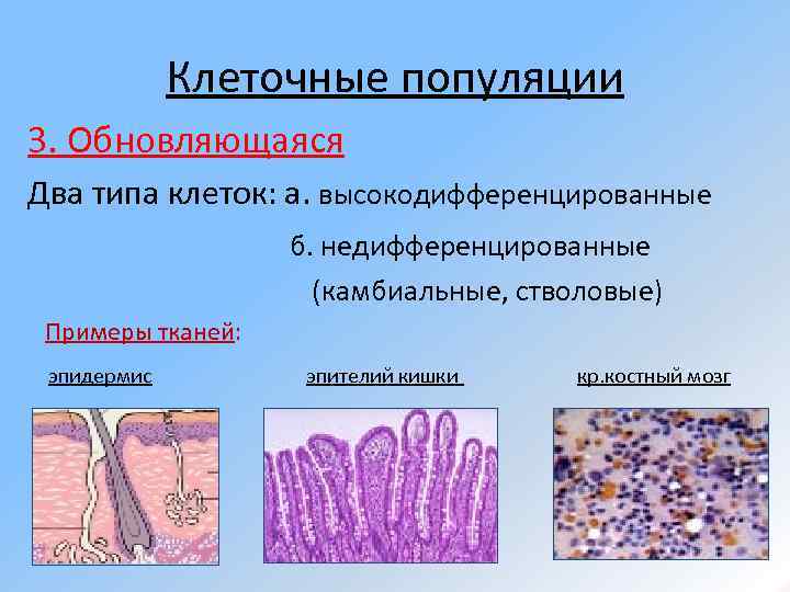 Клеточные популяции 3. Обновляющаяся Два типа клеток: а. высокодифференцированные б. недифференцированные (камбиальные, стволовые) Примеры