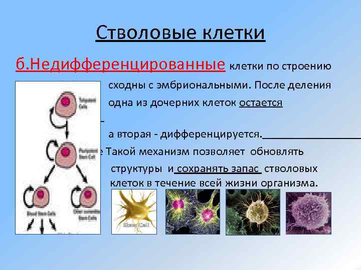 Стволовые клетки б. Недифференцированные клетки по строению стволовой, клеток сходны с эмбриональными. После деления