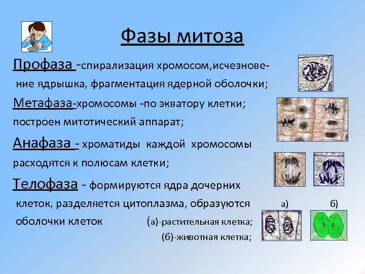 Фазы митоза Профаза -спирализация хромосом, исчезновение ядрышка, фрагментация ядерной оболочки; Метафаза-хромосомы -по экватору клетки;