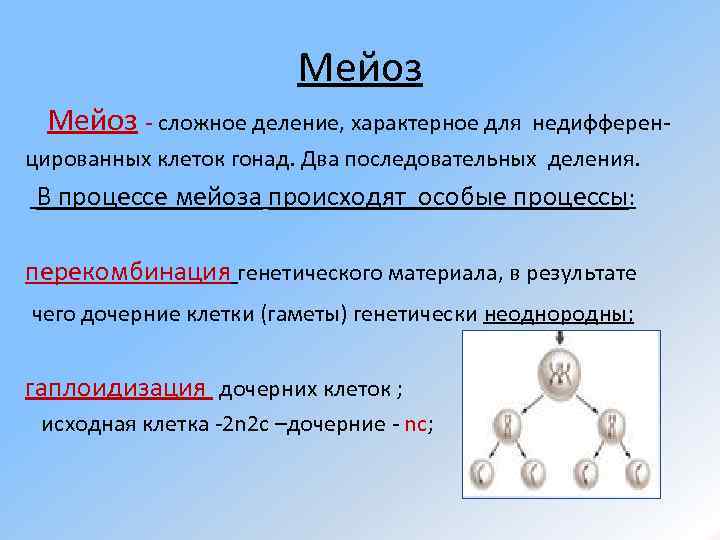 Мейоз - сложное деление, характерное для недифферен- цированных клеток гонад. Два последовательных деления. В