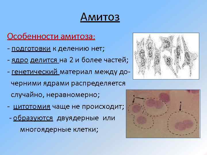 Амитоз Особенности амитоза: - подготовки к делению нет; - ядро делится на 2 и