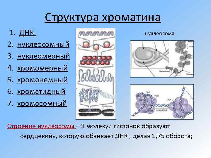 Структура хроматина 1. ДНК 2. нуклеосомный 3. нуклеомерный 4. хромомерный 5. хромонемный 6. хроматидный