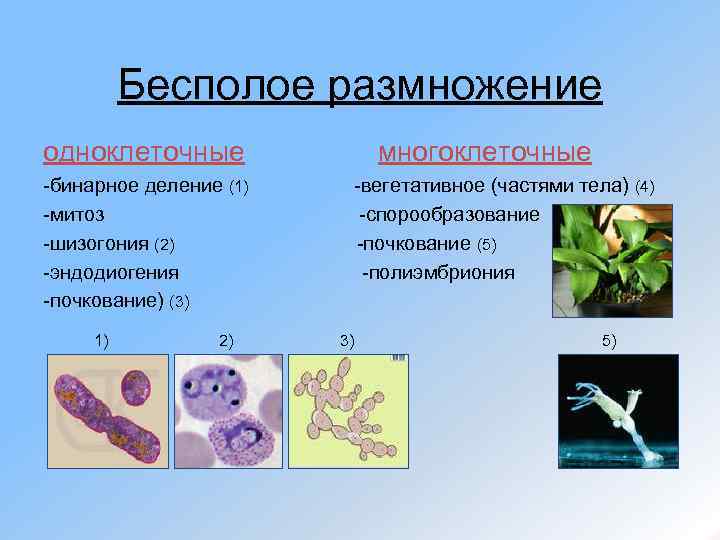 Бесполое размножение одноклеточные -бинарное деление (1) -митоз -шизогония (2) -эндодиогения -почкование) (3) 1) 2)