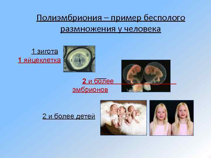 Полиэмбриония – пример бесполого размножения у человека 1 зигота 1 яйцеклетка 2 и более
