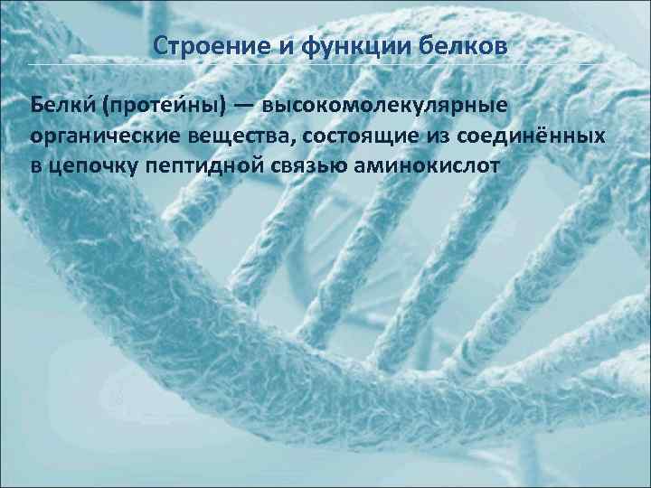 Строение и функции белков Белки (протеи ны) — высокомолекулярные органические вещества, состоящие из соединённых