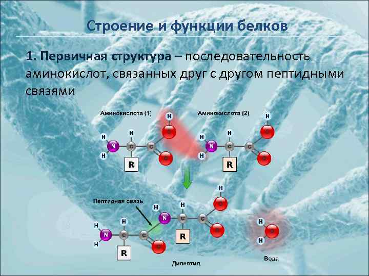 Строение и функции белков 1. Первичная структура – последовательность аминокислот, связанных друг с другом