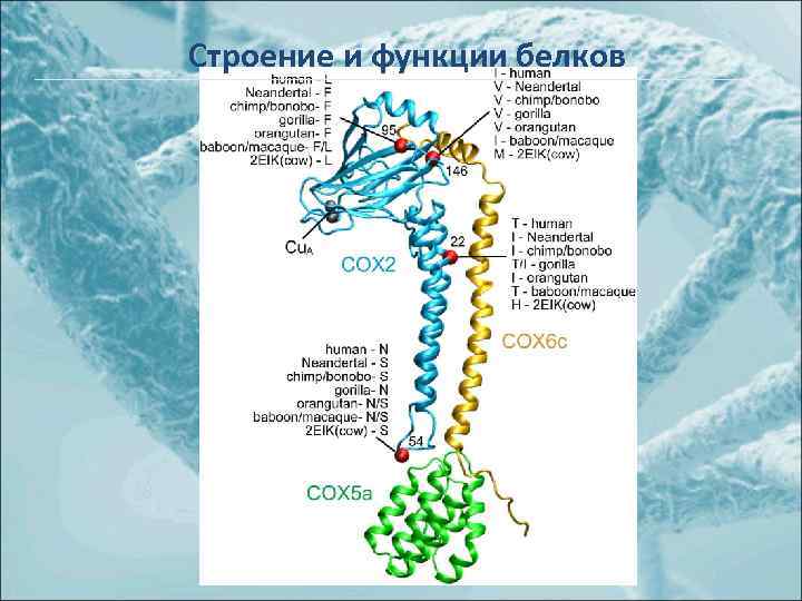 Строение и функции белков 