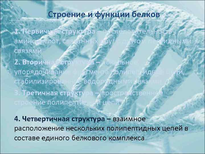 Строение и функции белков 1. Первичная структура – последовательность аминокислот, связанных друг с другом