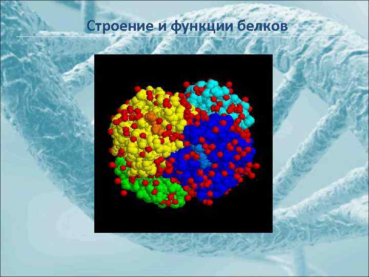 Строение и функции белков 