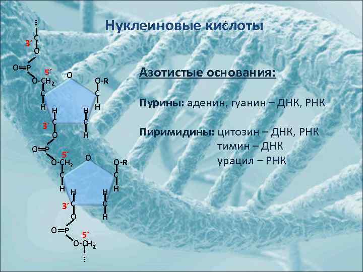 3´ O P … … Нуклеиновые кислоты C O 5´ O O-СH 2 C