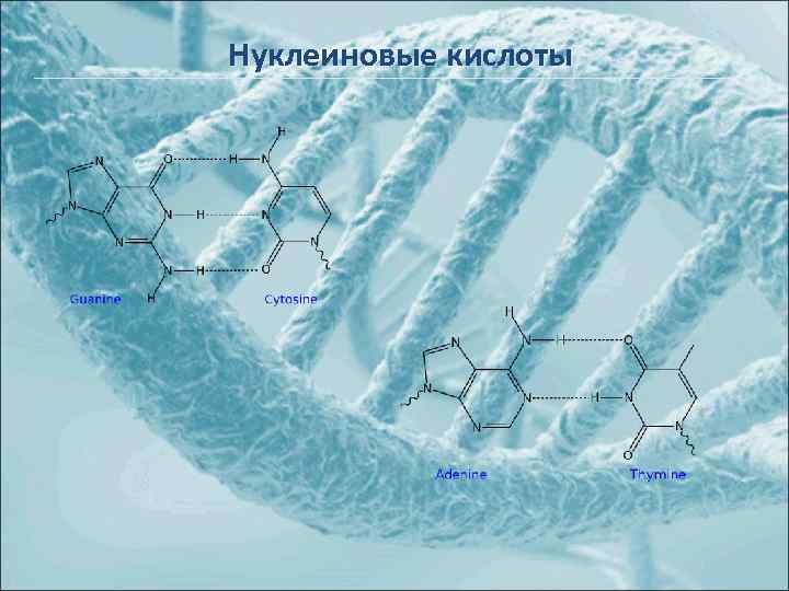 Нуклеиновые кислоты 